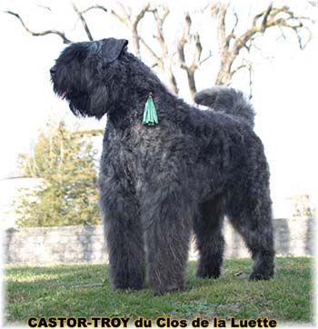 bouvier des flandres du clos de la luette - copyright déposé